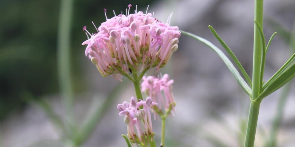 Centranthus angustifolius