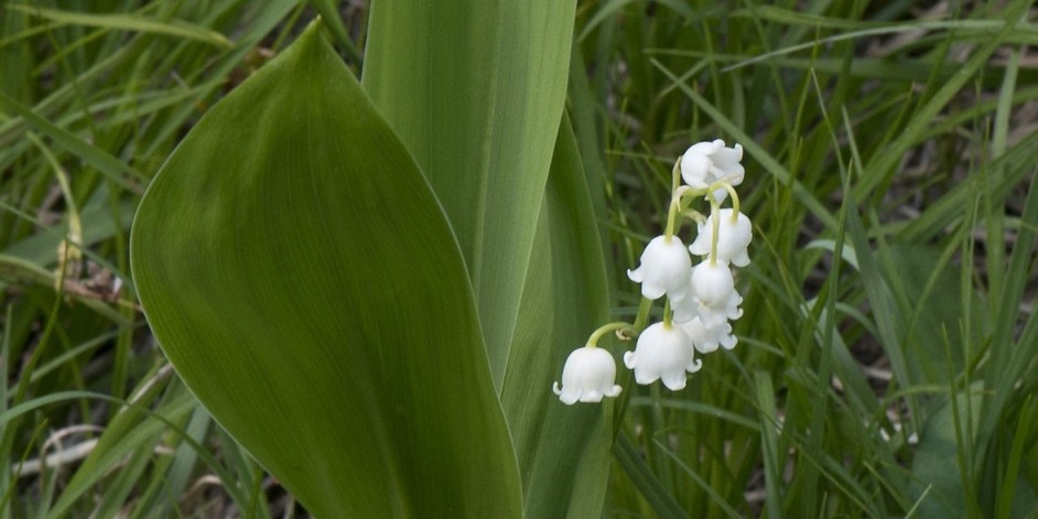 Convallaria majalis