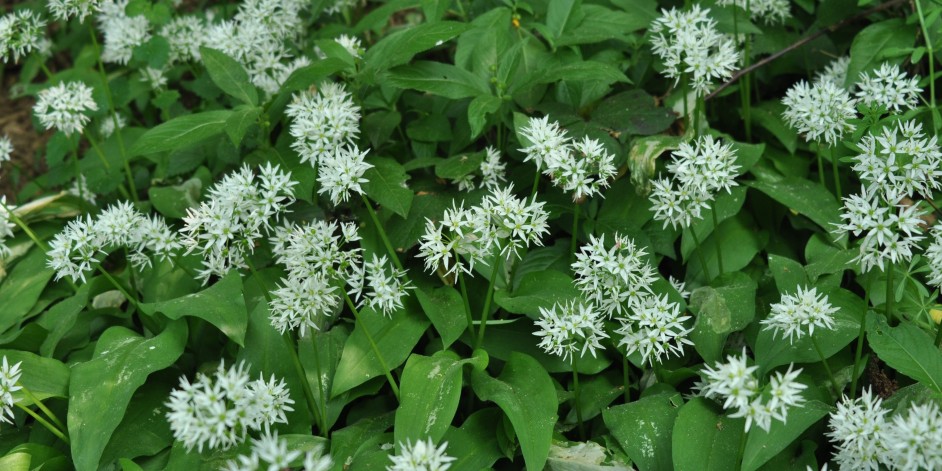 Allium ursinum