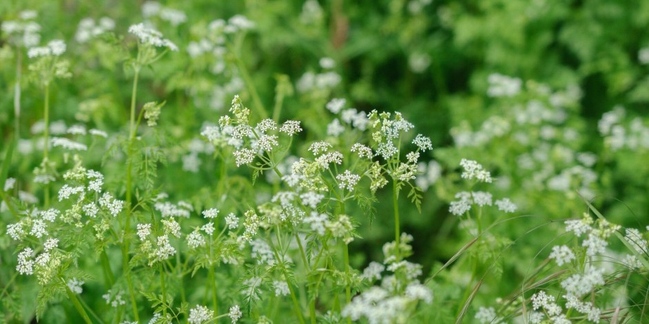 Anthriscus cerefolium