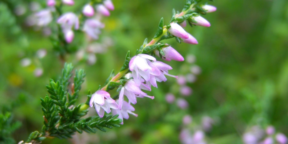 Calluna vulgaris