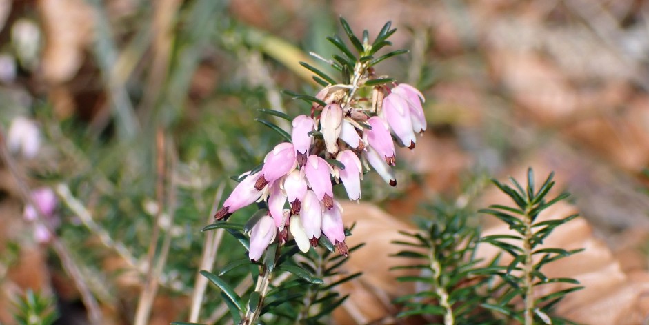 Erica carnea