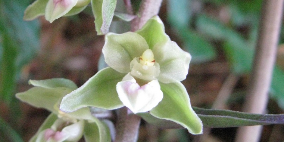 Epipactis purpurata