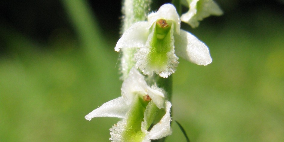 Spiranthes spiralis