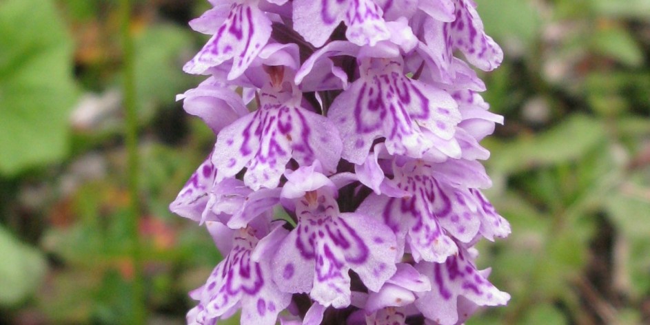 Dactylorhiza maculata subsp. fuchsii