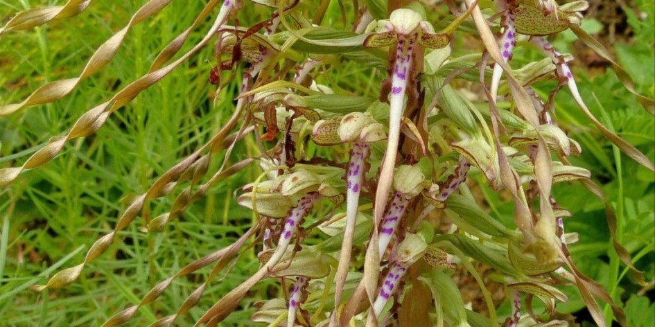 Himantoglossum hircinum