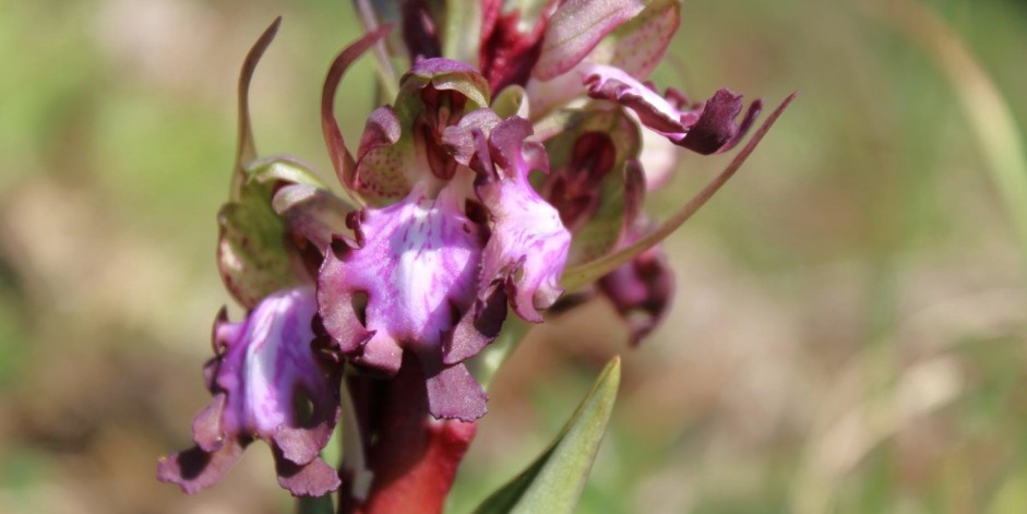 Himantoglossum robertianum