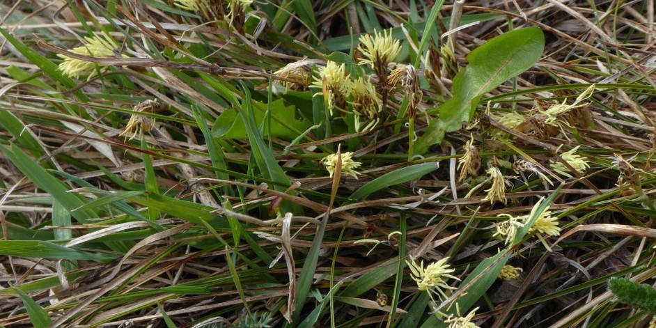 Carex humilis