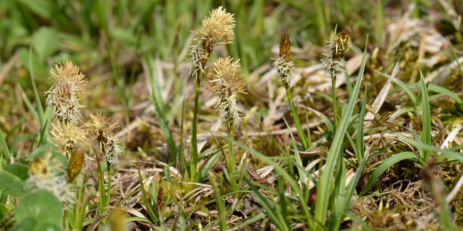 Carex caryophyllea