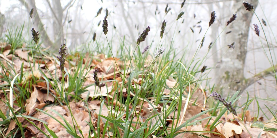 Sesleria caerulea