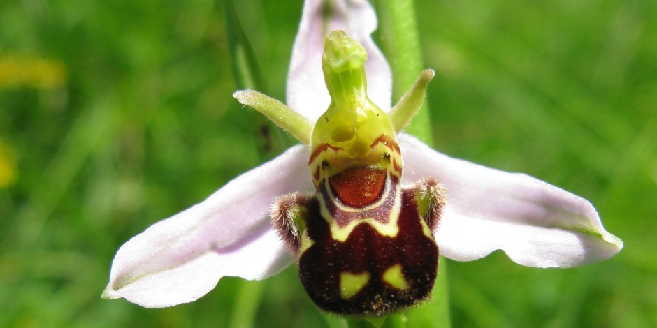 Ophrys apifera