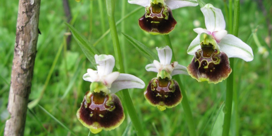 Ophrys fuciflora / Ophrys holosericea