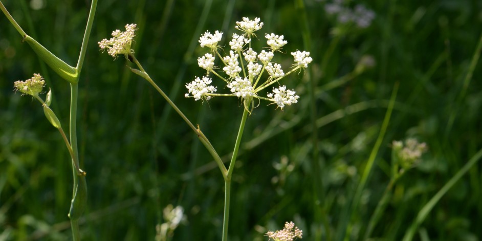 Peucedanum cervaria