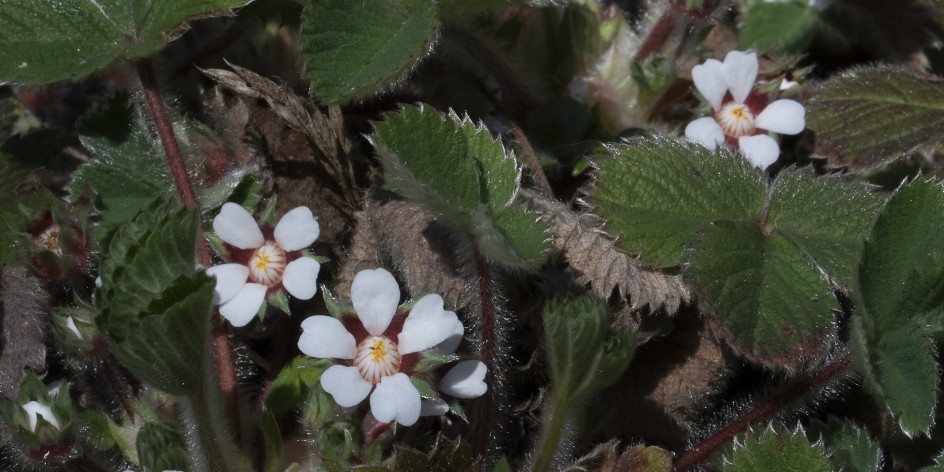 Potentilla micrantha