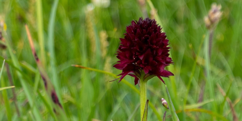 Nigritella rhellicani aggr.