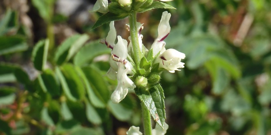 Stachys recta