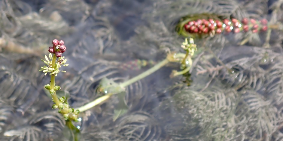 Myriophyllum spicatum