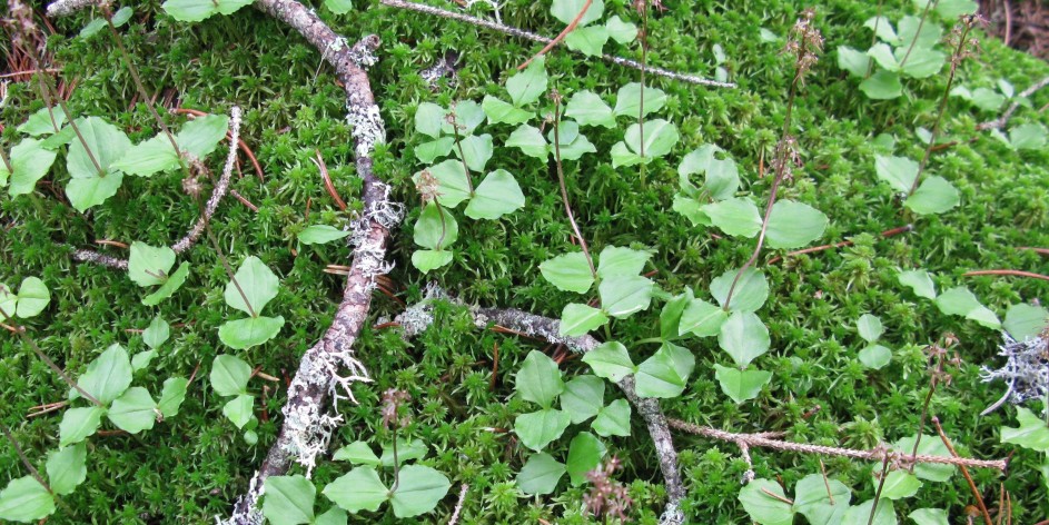 Listera cordata / Neottia cordata