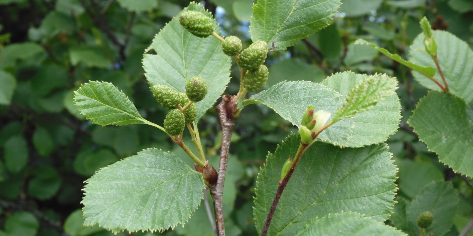 Alnus viridis