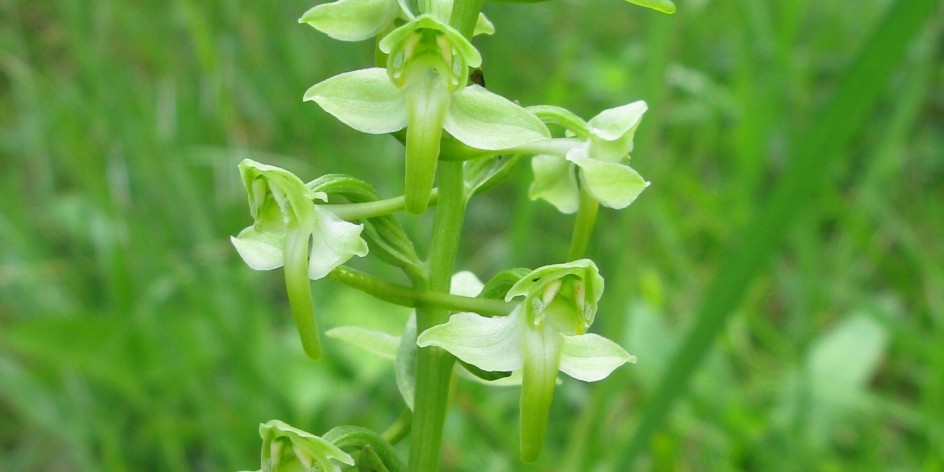 Platanthera chlorantha