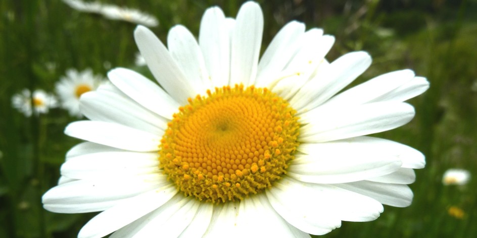 Leucanthemum vulgare aggr.