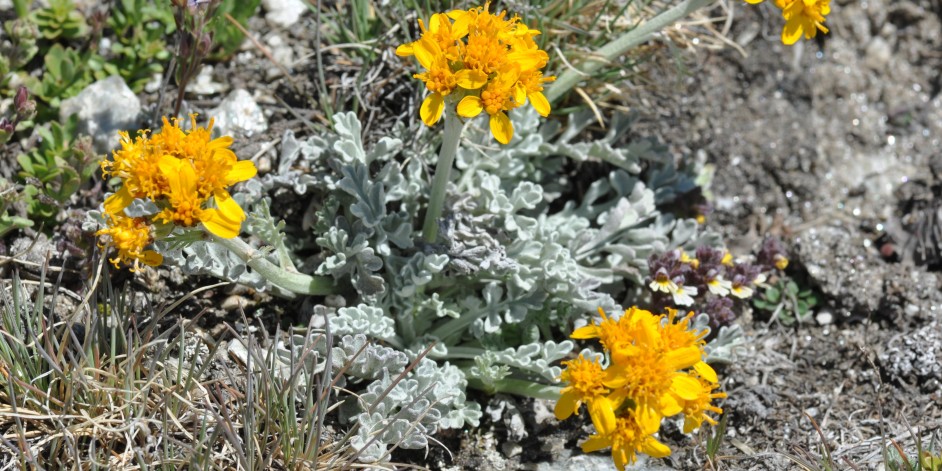 Senecio incanus