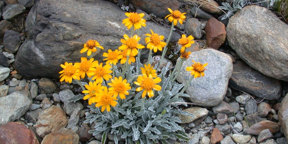 Senecio halleri