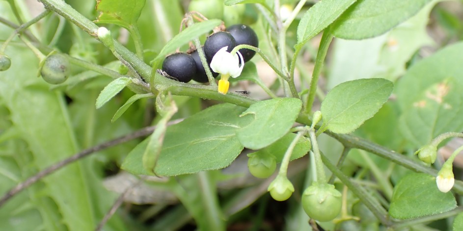 Solanum nigrum