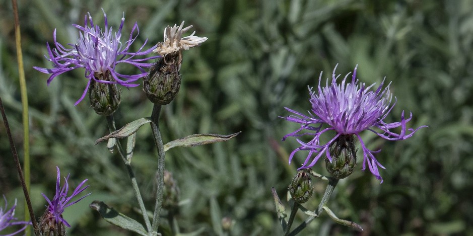 Centaurea stoebe