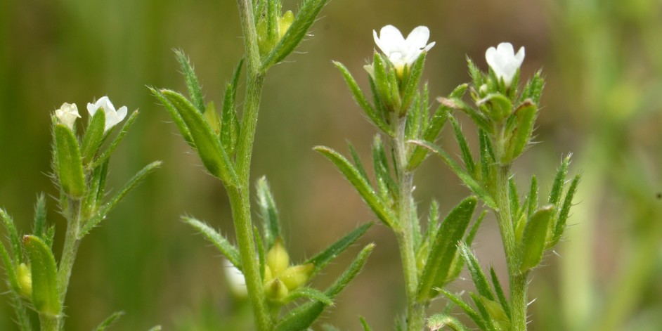 Buglossoides arvensis