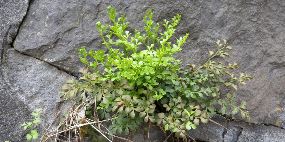 Asplenium ruta-muraria