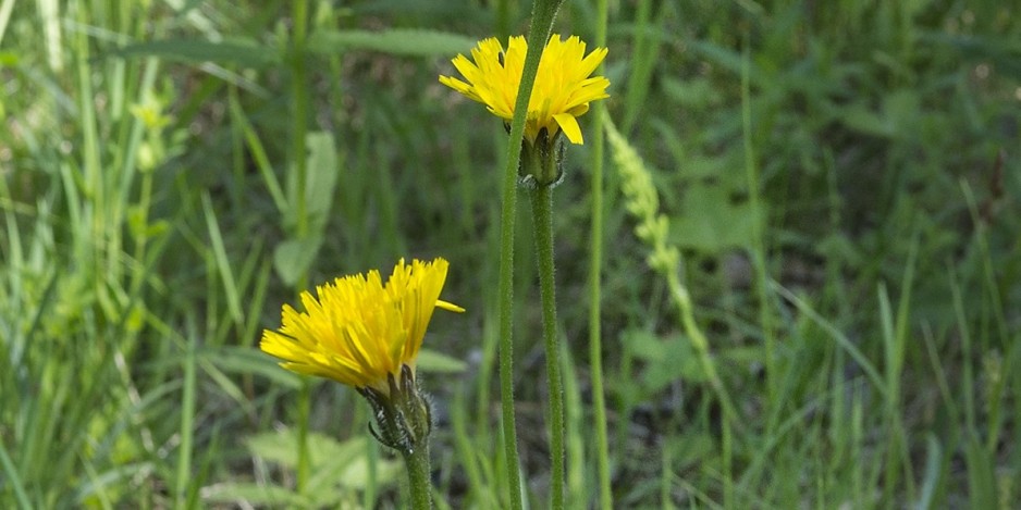 Leontodon hispidus