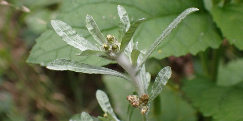 Gnaphalium uliginosum