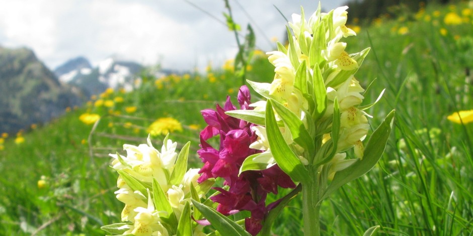 Dactylorhiza sambucina