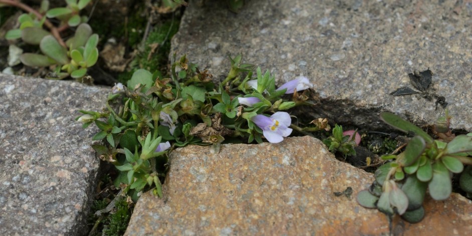 Mazus pumilus