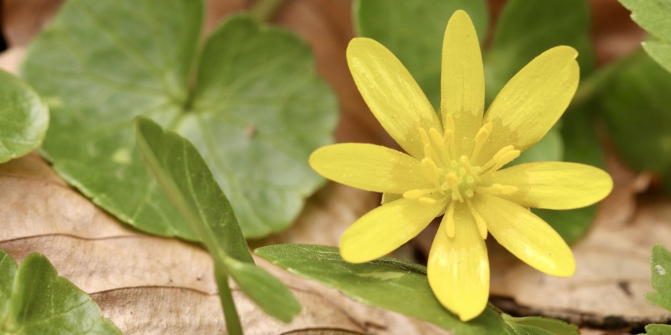 Ranunculus ficaria, Ficaria verna