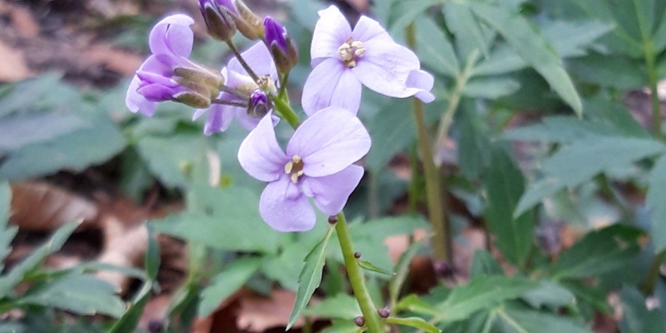 Cardamine bulbifera