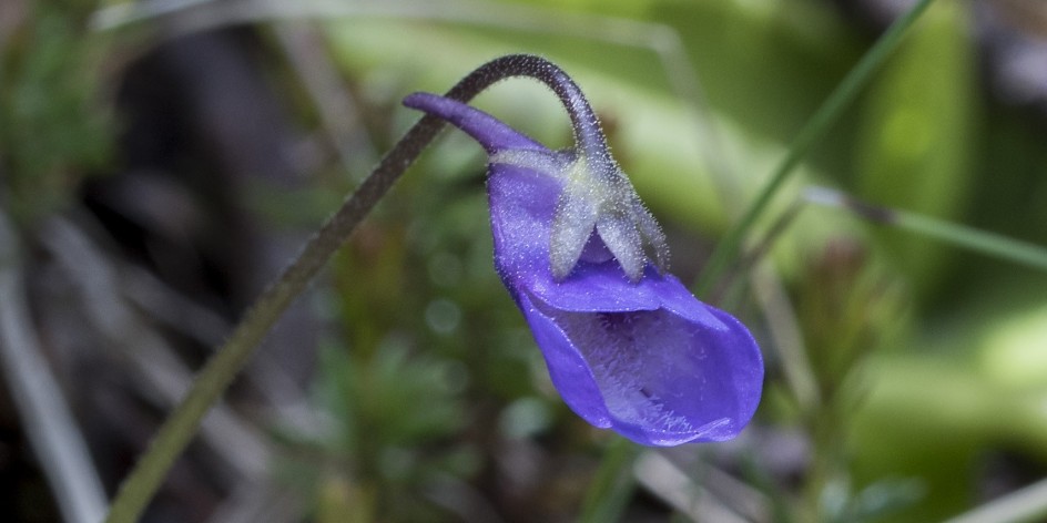 Pinguicula vulgaris