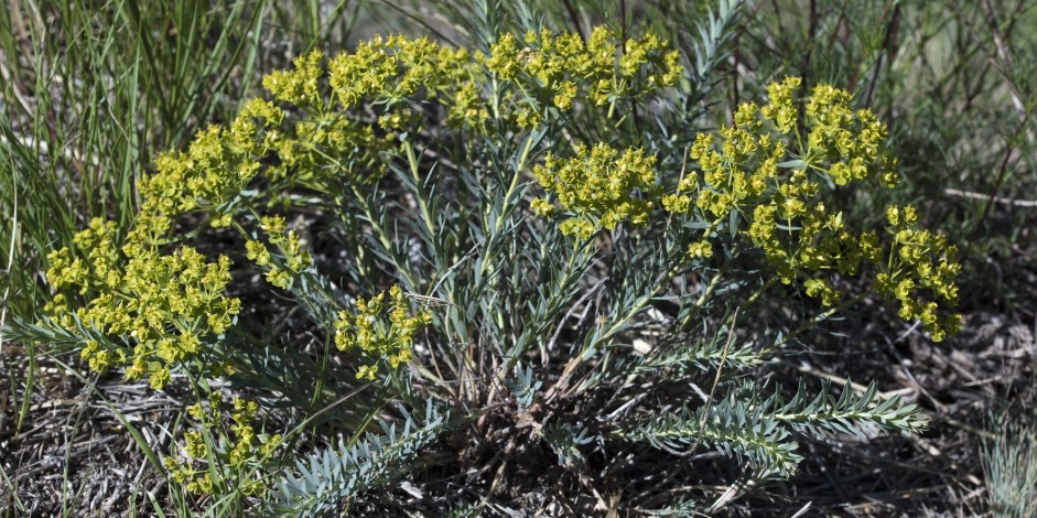 Euphorbia seguieriana