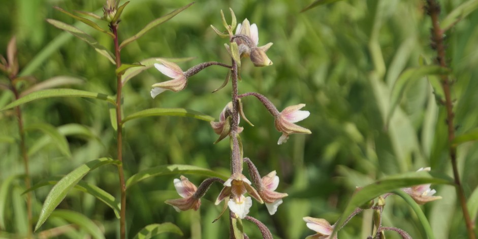 Epipactis palustris