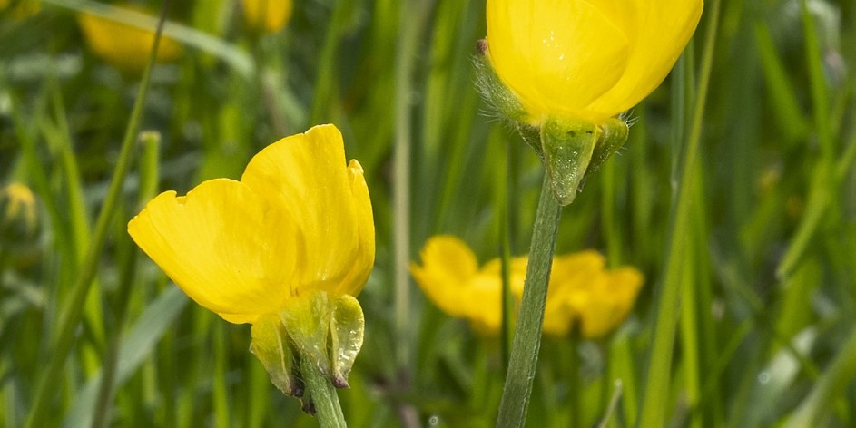 Ranunculus bulbosus