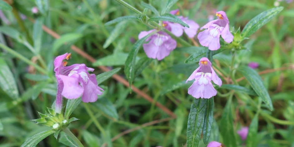 Galeopsis angustifolia