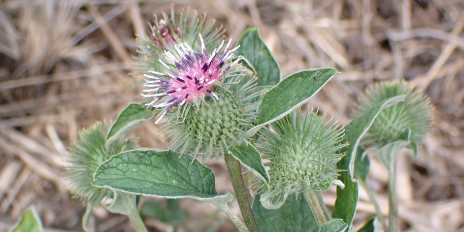 Arctium minus