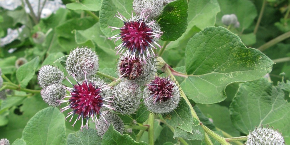 Arctium tomentosum