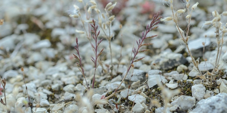 Catapodium rigidum