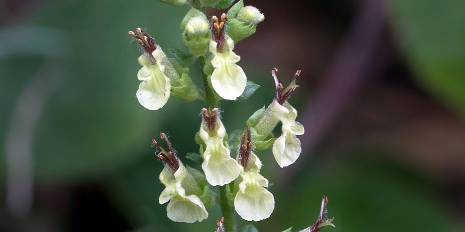 Teucrium scorodonia