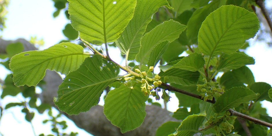 Rhamnus alpina