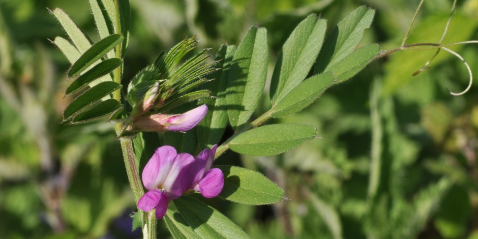 Vicia sativa