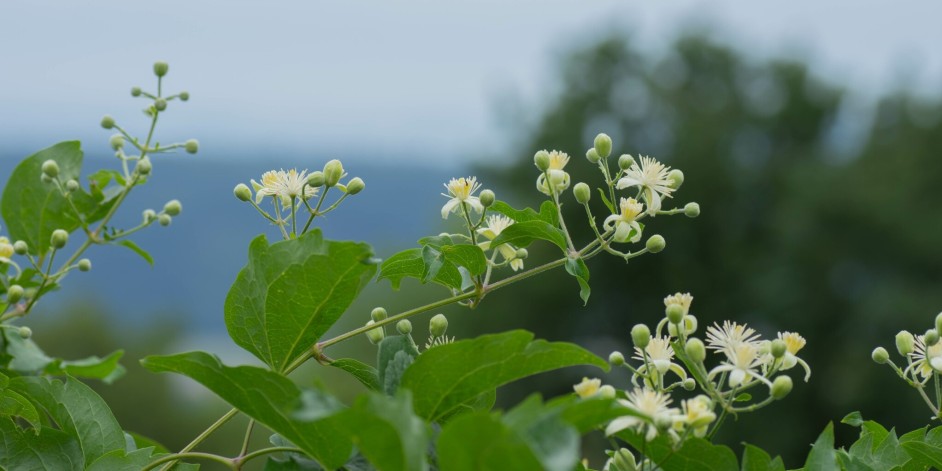 Clematis vitalba