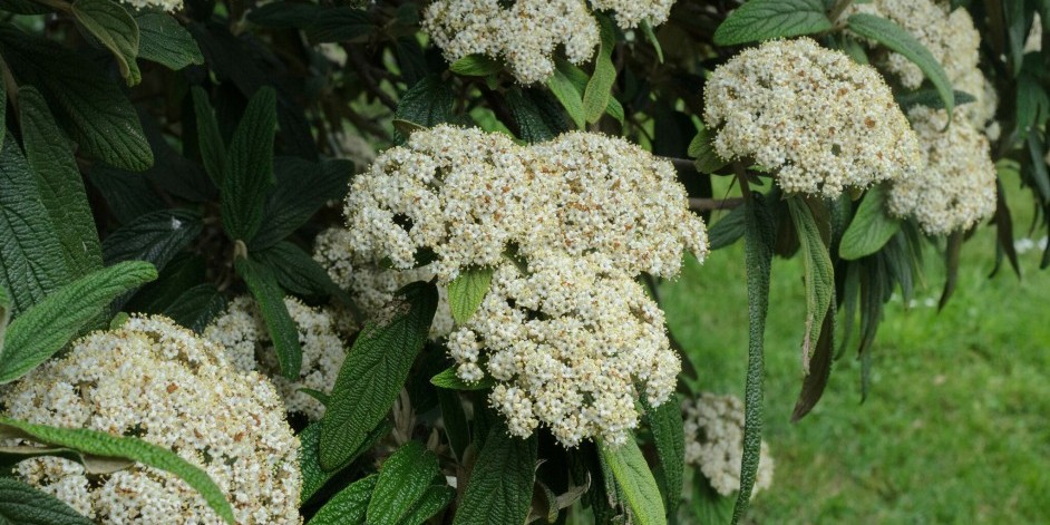 Viburnum rhytidophyllum